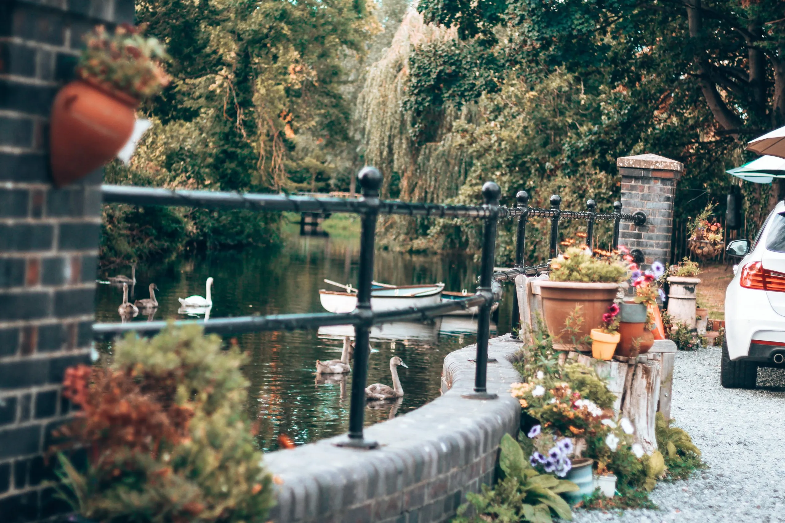 Swans on the river beside the hotel's railings and flower tubs