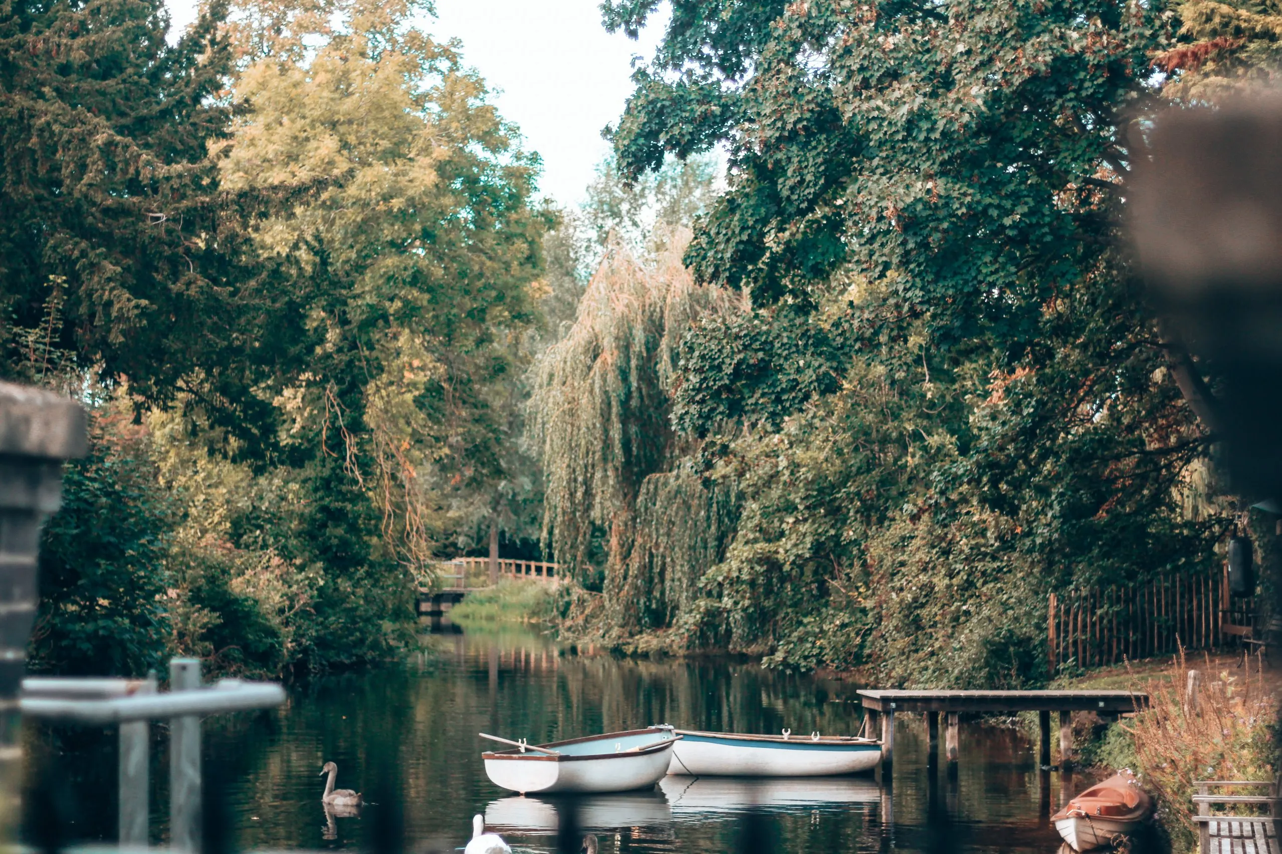 Willows over the river beside the hotel